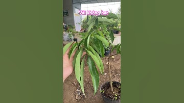Cây vải không hạt #ngocnganbentre #hoakiengcaimon #0386569374 #shortvideo
