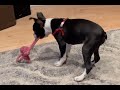 Boston Terriers - Are you ready to LAUGH or slightly grin? の動画、YouTube動画。