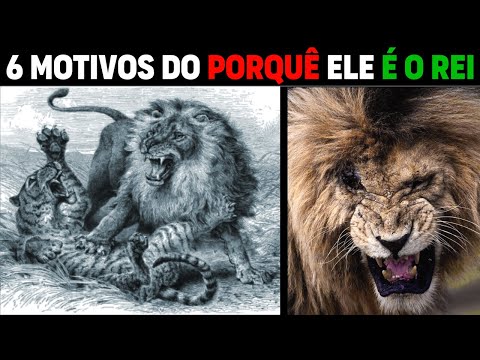 Vídeo: Por que o leão é o rei dos animais?