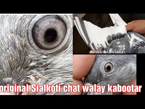 Original Sialkoti chat walay kabootar