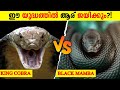 King cobra vs black mamba  who will win malayalam  storify