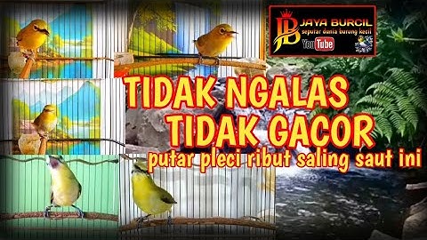 terapi suara pleci ribut saling saut super ampuh untuk pleci bisu tidak gacor
