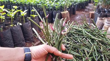 Cách ươm tiêu sống cao nhất