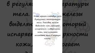 Какой самый большой орган человека ?