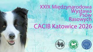 XXIX Międzynarodowa Wystawa Psów Rasowych oddział Katowice - Finały Sobota