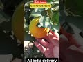 🌿 Malta Lemon Plants 🍋|Boost Your GardenwithJuicyLemons #MaltaLemonPlants #LemonPlants#NurseryPlants
