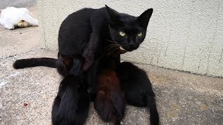 干物工場の黒猫家族をモフモフする