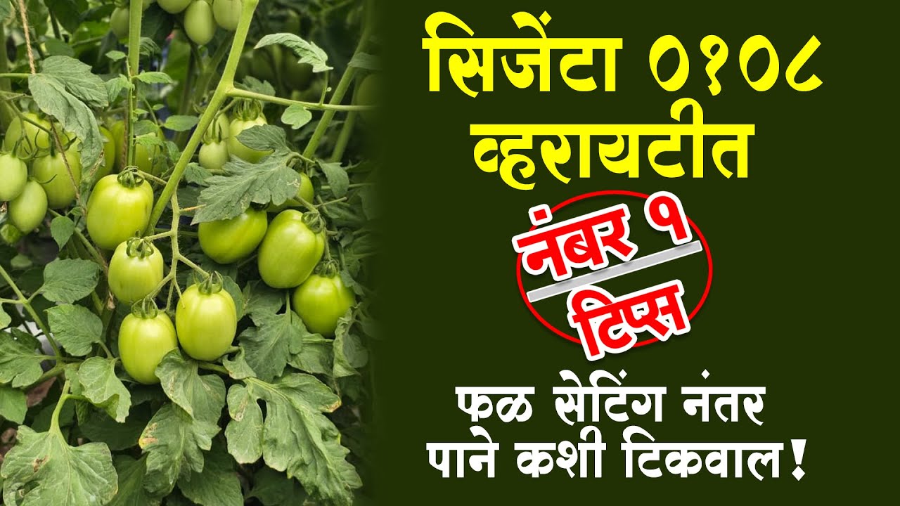#सिजेंटा #0108 #व्हरायटीत  #नंबर १ #टिप्स #फळ  सेटिंग नंतर पाने कशी टिकवाल !।#Doctor_Kisan#भाजीपाला।