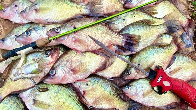 Yo-Yo Fishing SLAB CRAPPIE and CATFISH Deep In SWAMP! {Catch Clean