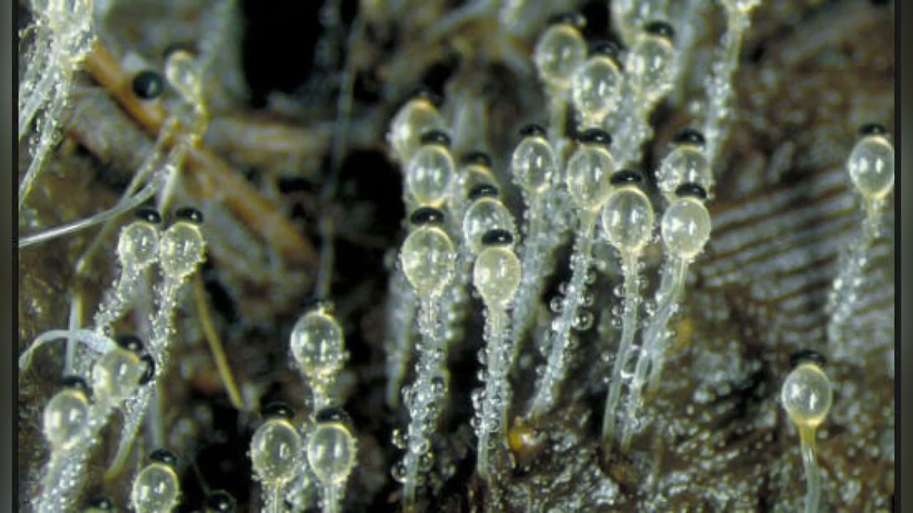 Споры низших грибов. Зигомицеты (Zygomycota). Зигомицеты мукор. Pilobolus crystallinus. Зигомицеты мицелий.