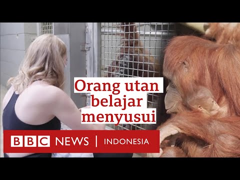 Para ibu lintas spesies: Manusia yang mengajar orang utan untuk menyusui - BBC News Indonesia