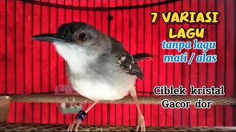 7 variasi lagu isian ciblek masteran ciblek ngebren variasi