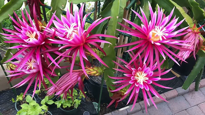 Dragon Fruit Flower Blooming - 24 Connie Mayers #d...