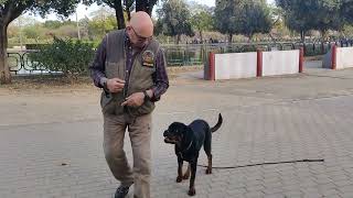 ROTTWEILER, 8 meses.  ATOM. Obediencia.