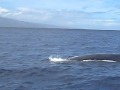 Humpback Whale in Maui