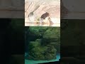 Feeding the Seals