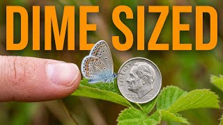 The Tiny Butterfly That’s Nearly Extinct