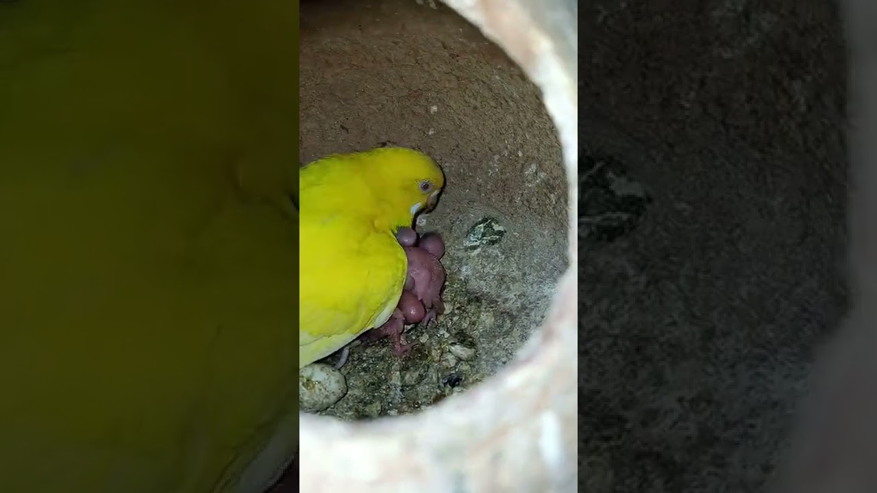 Cute Budgie Female feed babies 