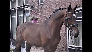 11Yo Dulf Vd Bisschop X Ohio Gelding Standingconformation