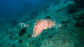 Masters Of Camouflage: The Cuttlefish