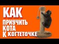 Как приучить котенка к когтеточке? | Что делать если кот дерет диван?