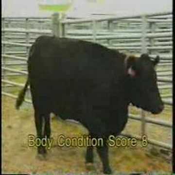 Body Condition Scoring Beef Cattle