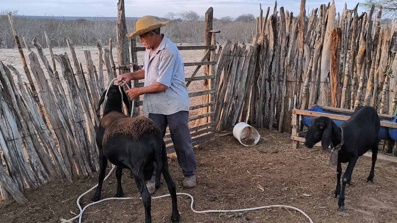 JOÃO DÓ Ó MOSTRAR SEU BORREGO BERGANEZ COM APENAS 10 MÊS E JÁ TÁ DESSE TAMANHO !!!!!