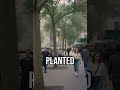 Trees: Urban Air Heroes #fyp