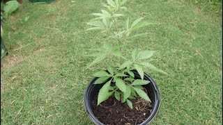 How To Get Vitex Tree (Chaste Tree) For Free