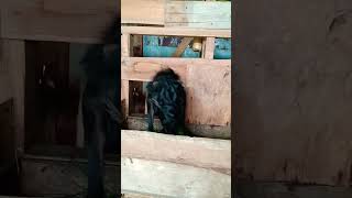 Mulai Tahun 2000 Tenaga Manusia Tergantikan Dengan Mesinopo Sok Ngaret Yo Mesin2000 beranda fyp