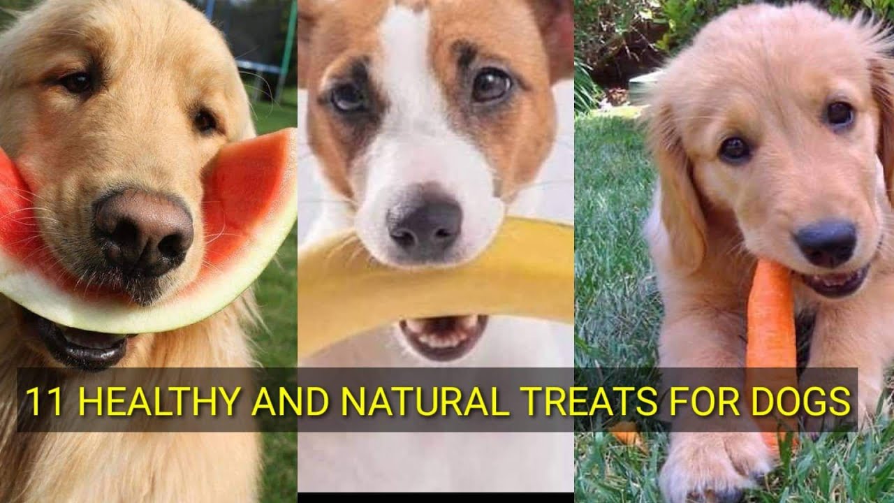 11 HEALTHY AND NATURAL TREATS FOR DOGS YouTube