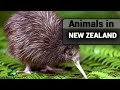 Discover The Amazing Animals That Live in New Zealand: Birds, Fish, Reptiles, and more!
