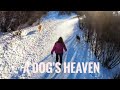 TJV - A DOG PARK HEAVEN - #1609