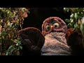 HIBOU PROVERBE ATOGBE