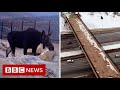 The animal crossing helping wildlife between mountains - BBC News