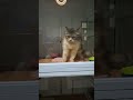 Meet the CUTEST Cat Family Members Ever! - 156