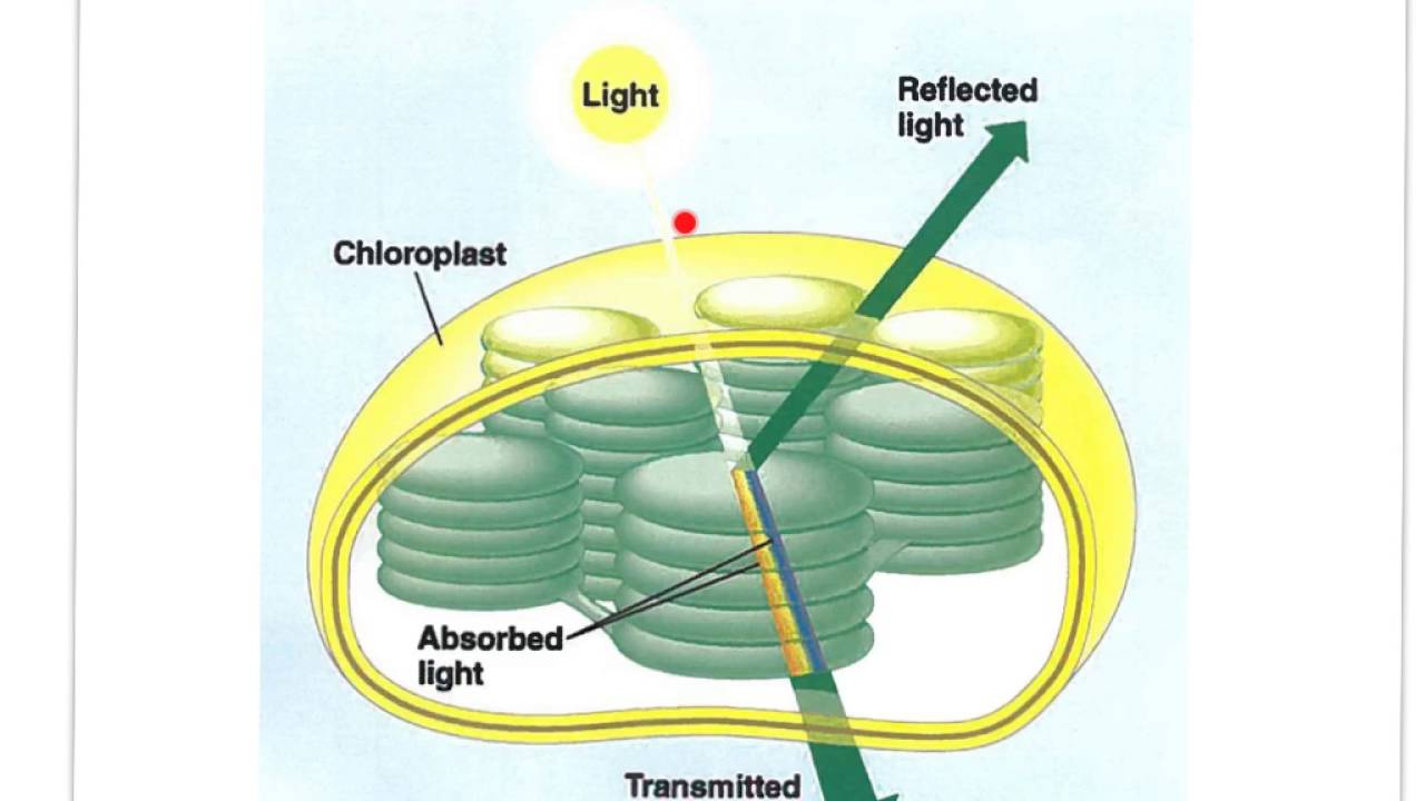 Photosynthesis Diagram Ib Image collections - How To Guide 