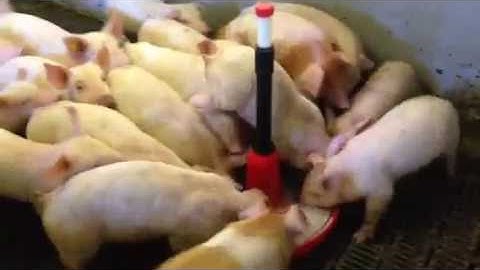 Seeing is Believing! Tonisity Px is the Taste Pigs Crave