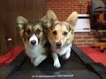 Two Corgis on a Treadmill