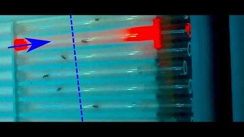 moonwalk optogenetics