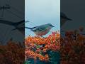 Bird Loves Berries #shorts #birds #nature
