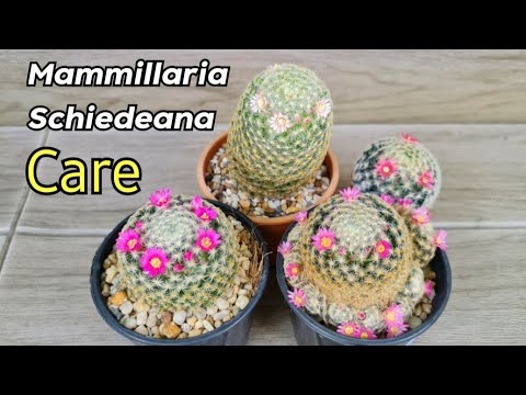 Video: Mammillaria Baş barmaqlı kaktus: Baş barmaq kaktuslarını böyütmək üçün məsləhətlər