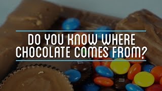 Do You Know Where Chocolate Comes From?
