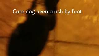 Cute dog  crush by foot
