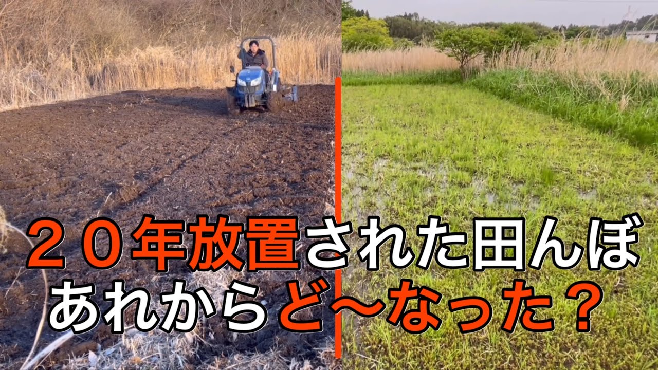 A Rice Field Abandoned for 20 Years What Happened Next? - YouTube