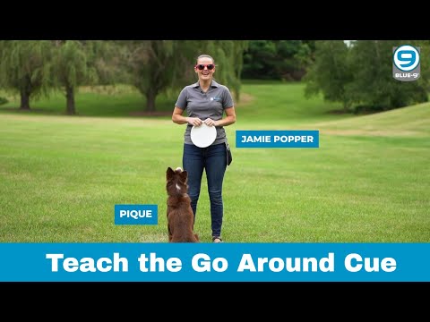 Video: Dog Training: herkennen van verschillende schijven