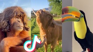 BEST ANIMAL TIKTOKS!! #10 by ANIMAL TIKTOK 29,284 views 2 years ago 23 minutes