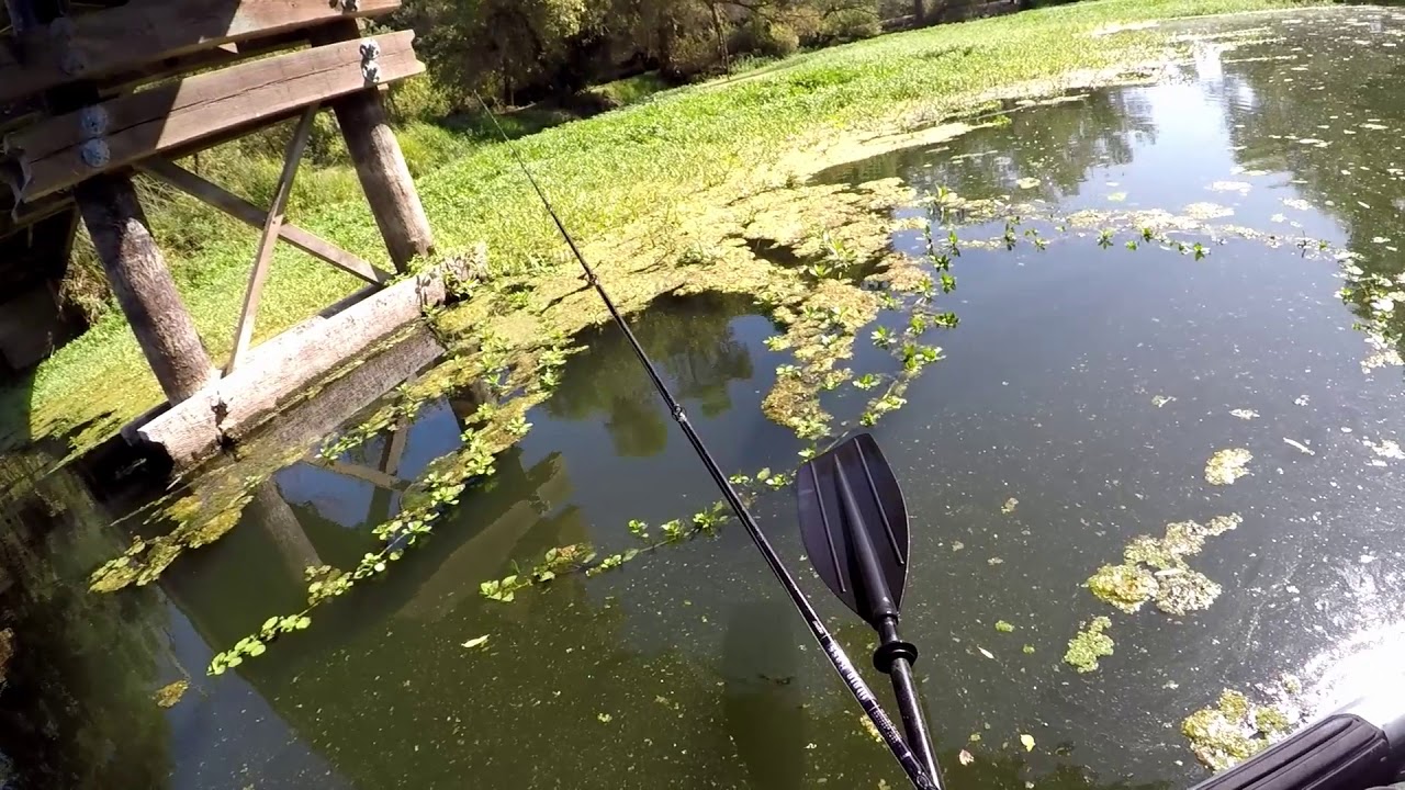 Topwater Frog Bass Fishing Creeks from Kayaks YouTube