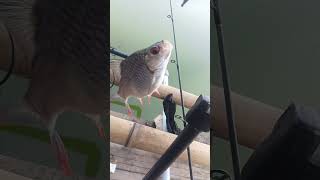 Download Lagu Ikan asli danau Cirata si ikan Lalawak🔴 #fishing #mancing #mancingceria #mancingmania #lalawak MP3