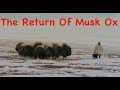 The return of musk ox  siberia arctic areas  bushcraft  in the tundra